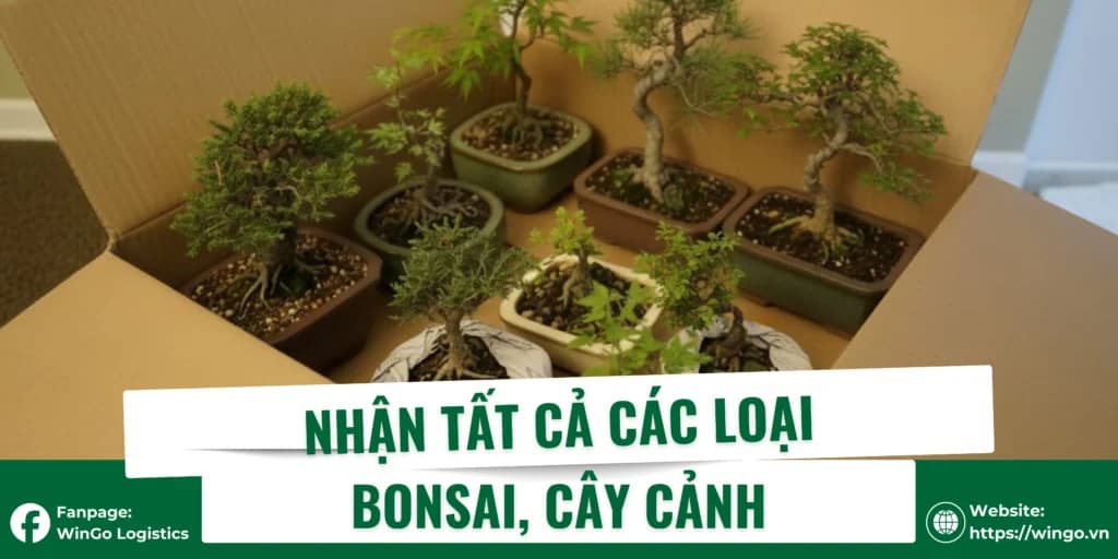 Nhận tất cả các loại Cây cảnh, Bonsai