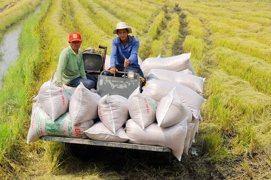 nông dân và các bao gạo